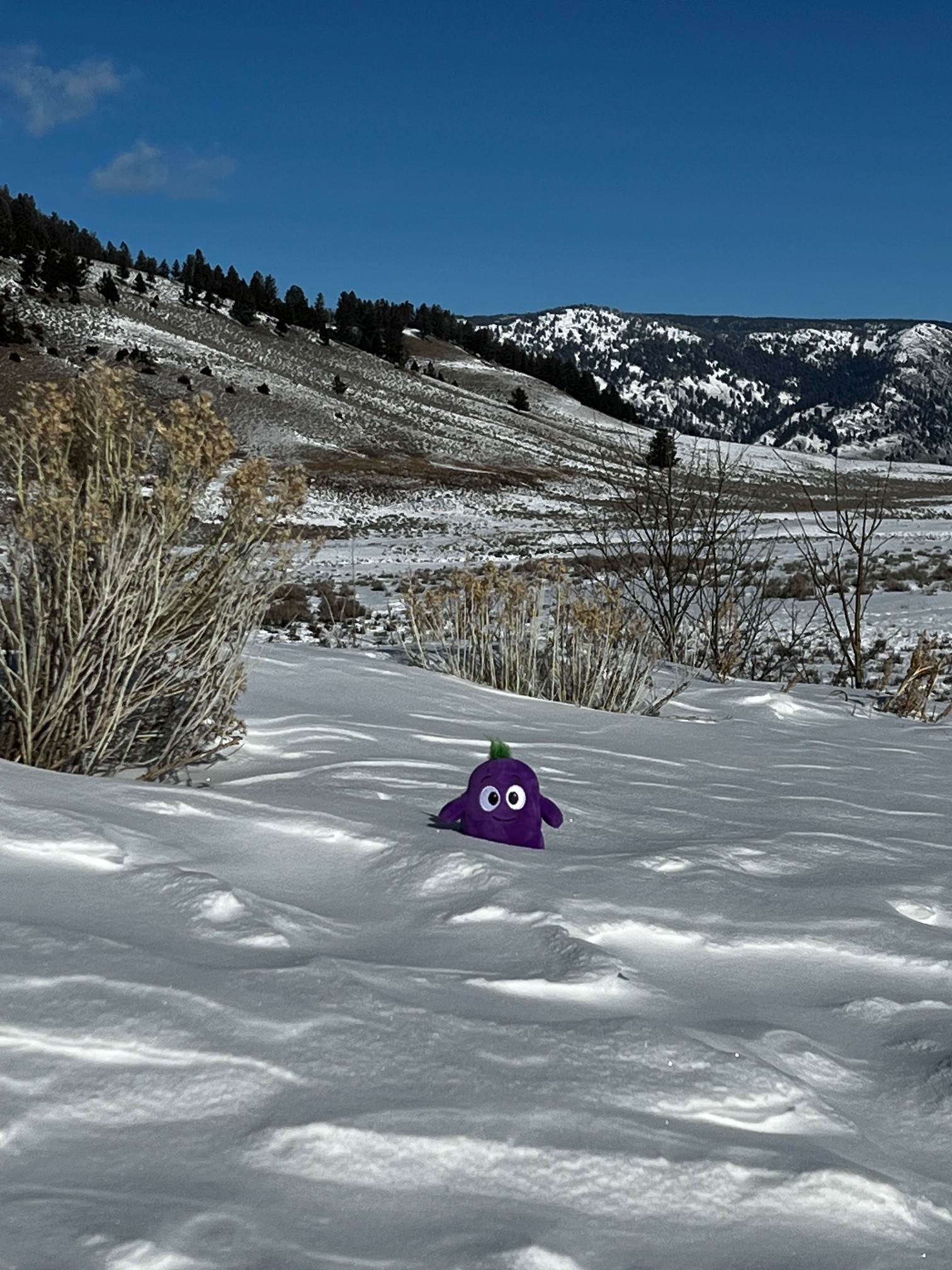 snow trail with Wyatt